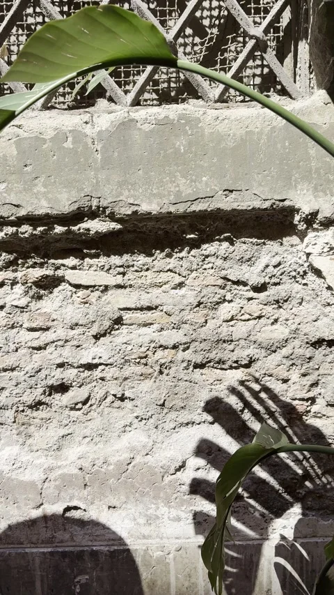 Weathered Ancient Brick Wall with Tropical Leaf Shadows and Sunlight Stock Footage 340453778