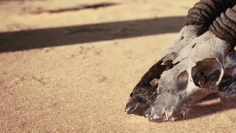 A Weathered Animal Skull Resting on Sand, Kissed by Sunlight Stock Footage 344823162