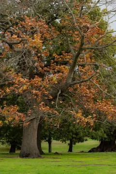 Weathered Autumn Tree with Rust-Colored Leaves in Lush Green Park Stock Photos