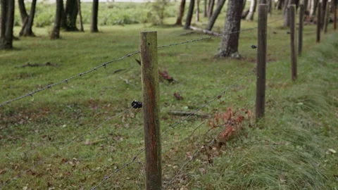 Weathered barbed wire fence posts dividing grassy woodland with mossy tree Stock Footage 344770030