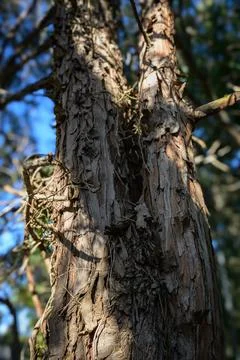 Weathered bark of an ancient pine tree Stock Photos