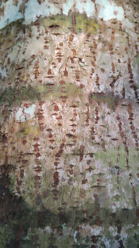 Weathered bark shows rough, peeling texture with mossy patches Stock Footage 330845419