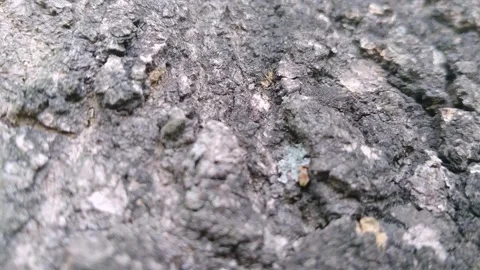 Weathered Bark Surface on a Mango Tree Trunk Stock Footage 344861384
