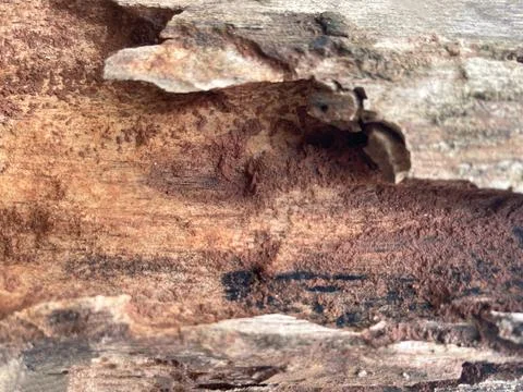 Weathered bark texture Stock Photos