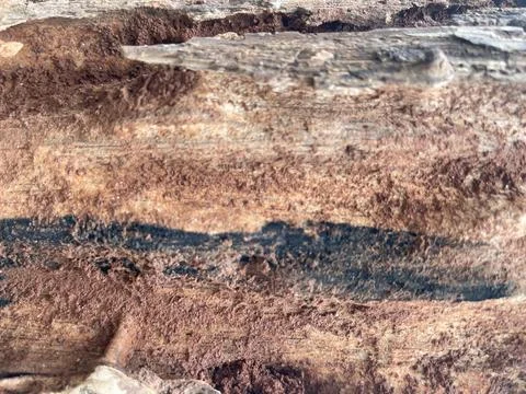 Weathered bark texture Stock-Fotos