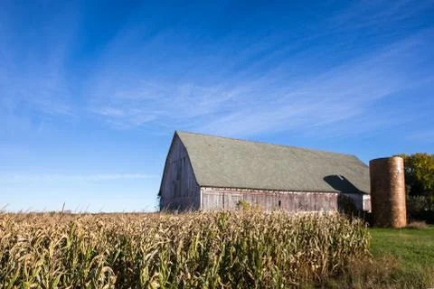 Weathered Barn Behind a Field of Corn with Blue Sky Stock Photos