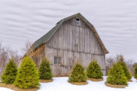 Weathered Barn in Winter With Gathering of Foreground Pine Stock Photos