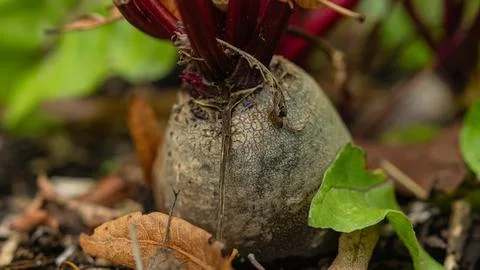 Weathered beetroot bulb with textured skin in garden soil Stock Photos