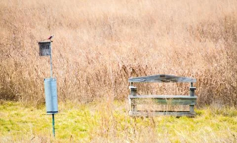Weathered bench with bird and feeder in a field of prairie grass Stock Photos