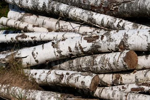 Weathered birch logs stacked in sunlight. Closeup of birch logs with peeling bar Stock Photos