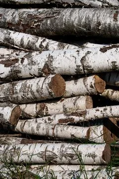 Weathered birch logs stacked in sunlight. Closeup of birch logs with peeling bar Stock Photos