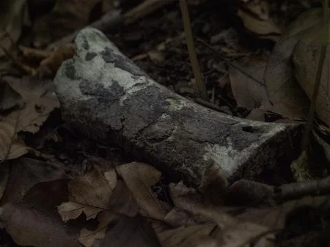 Weathered bone lies among fallen leaves Stock-Fotos