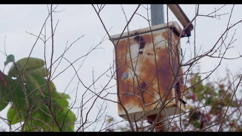 Weathered Box on Tree with Bare Branches for Mindfulness Background Use Stock Footage 327680371