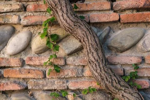 Weathered brick and stone wall with twisting tree trunk and climbing ivy Stock Photos
