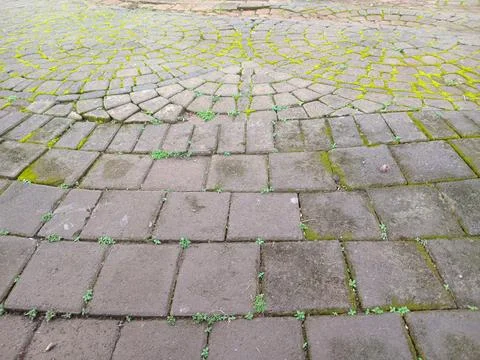 Weathered brick pavement in circular pattern with green moss and small weed.. Stock Photos