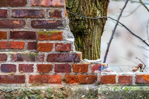 Weathered brick wall with broken edge and moss growth. Stock Photos