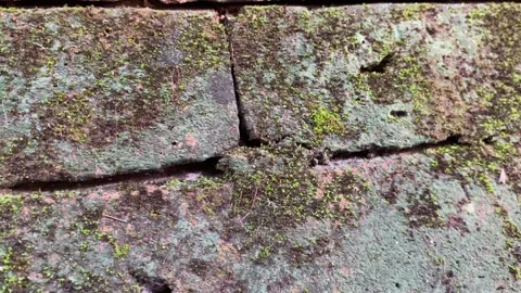 Weathered brick wall covered with green moss Stock Footage 313475916