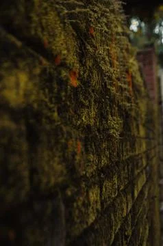 Weathered Brick Wall Covered in Moss and Orange Flora Stock Photos