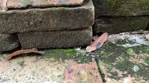 Weathered brick wall with green moss growing in cracks Stock Footage 313476064