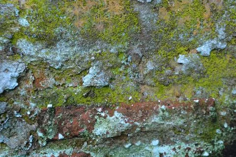 Weathered Brick Wall With Moss Close Texture Rustic Background 写真素材