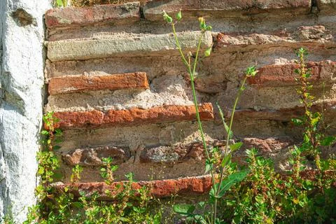 Weathered brick wall with wild plants growing through damaged masonry in an.. Stock-Fotos