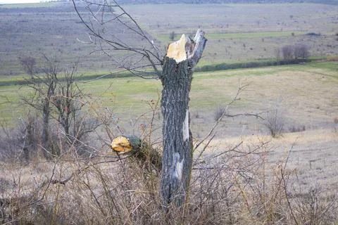 Weathered broken tree trunk standing in a grassy countryside landscape. Nat.. Stock Photos
