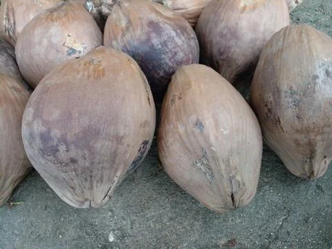 Weathered brown coconuts on concrete close up Stock Photos