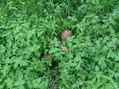 Weathered brown coconuts falls on the grass barely visible Stock Photos