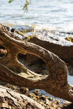 Weathered brown gnarled tree root featuring a natural hollow opening restin.. Stockfoto's