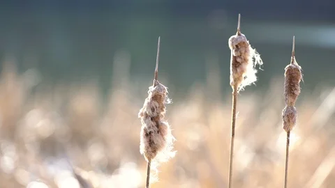 Weathered Cattails in a gentle breeze 動画素材 90498448