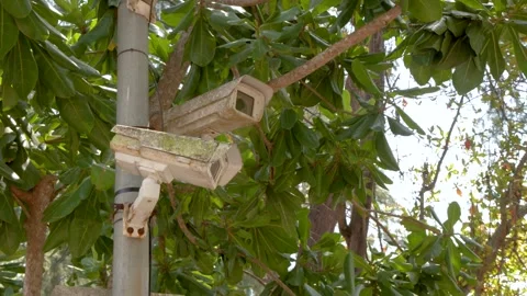 Weathered CCTV Security Cameras Mounted on a Pole in Tropical Foliage Stock Footage 333658833