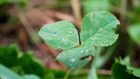 Weathered Clover with Raindrops in Grass Field Macro Video 動画素材 344073169