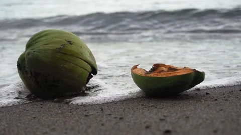 A weathered coconut on the beach is washed by water. Stockbeeldmateriaal 132970189