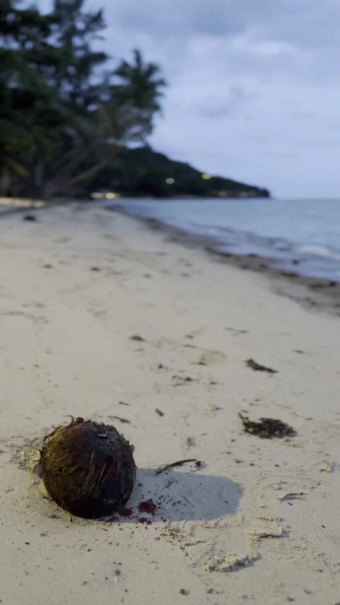 A weathered coconut lies on a twilight beach, its rough texture stained with 動画素材 313363479