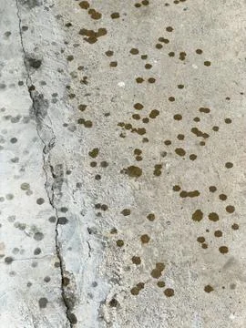 Weathered Concrete Surface with Cracks and Organic Growth Spots Stock Photos