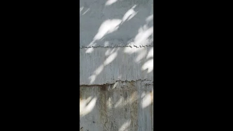 Weathered concrete wall texture with cracked plaster and peeling surface. Stock Footage 330150076