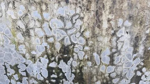 Weathered concrete wall texture with mold and lichen stains for industrial Stock Photos
