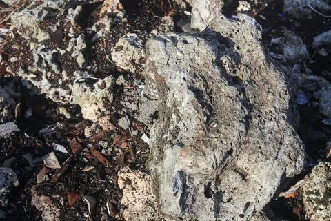Weathered Coral Limestone Surface Texture 库存照片