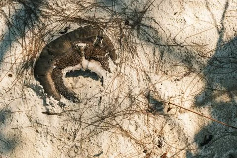 Weathered Crab Shell Remains on a Sandy Tropical Beach Stock Photos