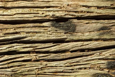Weathered cracked of aged bark texture background. Stock Photos
