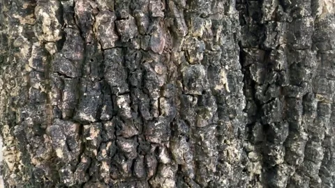 Weathered dark tree bark close-up video with cracks Stock Footage 318711597