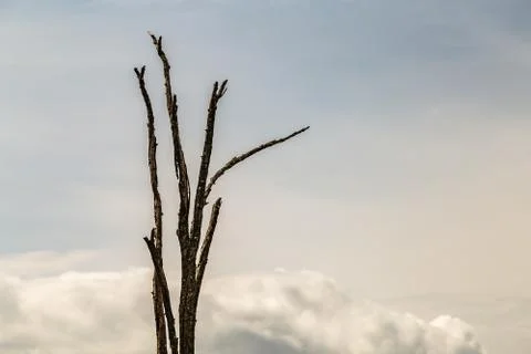 Weathered dead branches Stock Photos