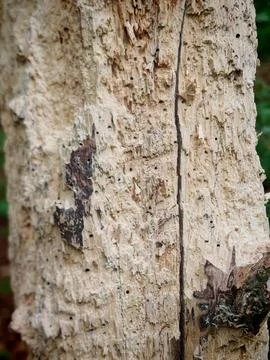 Weathered dead tree bark with insect damage in close view Stock Photos