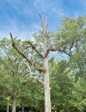 Weathered Dead Tree Standing Above Coastal Forest Stock Photos