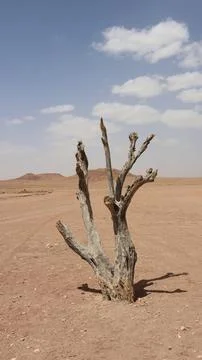 Weathered dead tree standing alone in a barren desert landscape beneath sca.. Stock Photos