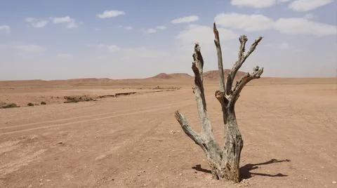 Weathered dead tree standing alone in a barren desert landscape beneath sca.. Stock Photos
