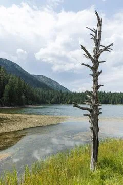 A weathered dead tree stands on the grassy shore of a mountain lake Stock Photos