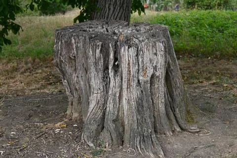 Weathered dead tree stump outdoors Stock Photos
