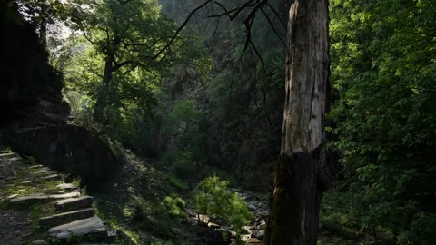 Weathered dead tree trunk stands Stock Footage 343155688