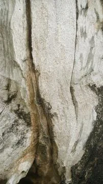 Weathered Dead Wood Texture Background, Old Pale Tree Trunk Surface with De.. Stock Photos
